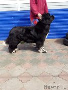 Превью фото № 224232