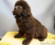 Превью фото № 224249