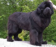 Превью фото № 224299