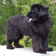 Превью фото № 224300