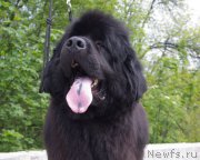 Превью фото № 224302