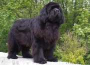 Превью фото № 224304