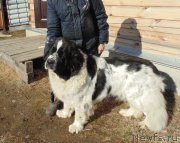 Превью фото № 224403