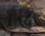 Превью фото № 224463