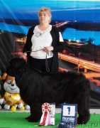 Превью фото № 224531