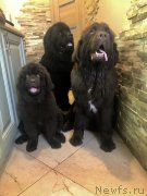 Превью фото № 224544