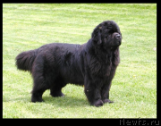 Превью фото № 224546