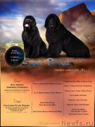 Превью фото № 224585