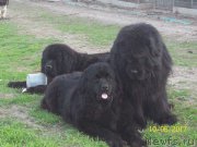 Превью фото № 224636