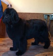 Превью фото № 224649