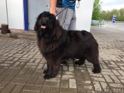 Превью фото № 224667