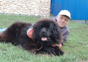 Превью фото № 224678