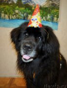 Превью фото № 224712