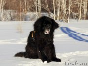 Превью фото № 224713