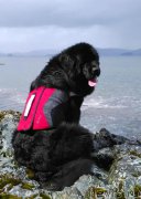 Превью фото № 224717