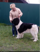 Превью фото № 224721