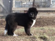 Превью фото № 224771