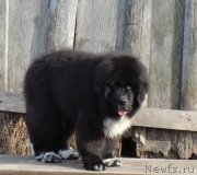 Превью фото № 224772