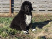 Превью фото № 224774