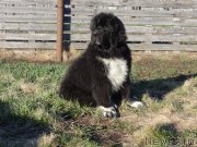 Превью фото № 224775