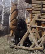 Превью фото № 224790