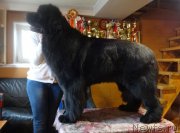 Превью фото № 224798