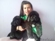 Превью фото № 224823