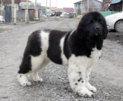 Превью фото № 224834