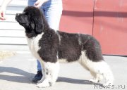 Превью фото № 224837