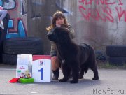 Превью фото № 224843