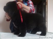 Превью фото № 224890