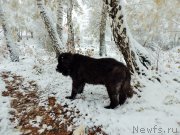 Превью фото № 224921