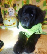 Превью фото № 224925