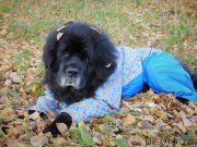 Превью фото № 224926