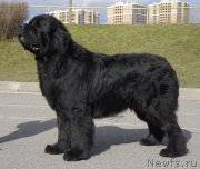 Превью фото № 224927