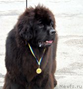 Превью фото № 224933