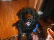 Превью фото № 224934