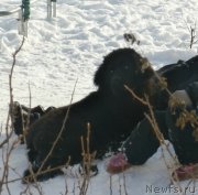 Превью фото № 224935