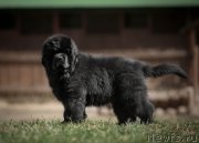 Превью фото № 224954