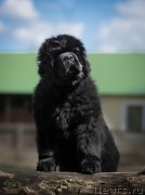 Превью фото № 224956