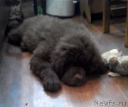 Превью фото № 224997