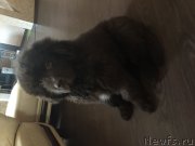 Превью фото № 224998