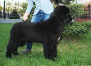 Превью фото № 225003