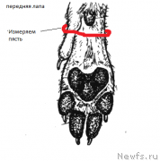 Превью фото № 225032