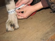 Превью фото № 225098