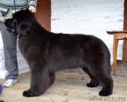 Превью фото № 225144