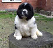 Превью фото № 225148