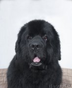 Превью фото № 225170