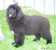 Превью фото № 225180