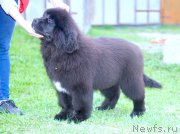 Превью фото № 225183